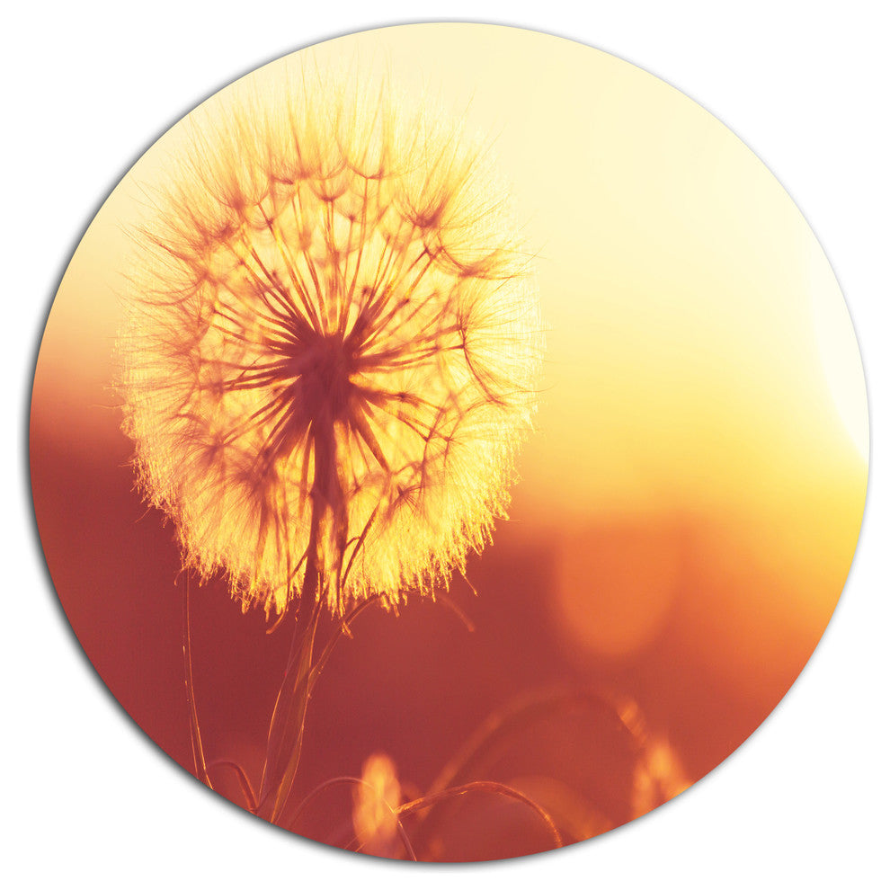 Blossom Dandelion Flower On Brown, Flower Round Metal Wall Art, 11"