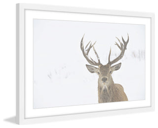 Marmont Hill, "Buck Stare" Framed Painting Print, 30x20