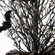 20"H Halloween Lighted Bats Table Tree Decor
