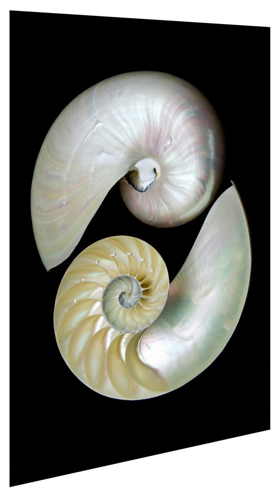 "Caracol" Frameless Free Floating Tempered Art Glass Wall Art 32 x 48"