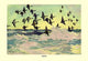 Eiders- Gallery Wrapped Canvas Art 28" x 42"