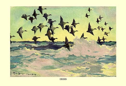 Eiders- Gallery Wrapped Canvas Art 28" x 42"
