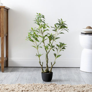 Lifestyle image showing the plant in a real room environment with visible surroundings.
