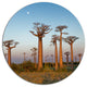 Field Of Boababs Under Clam Sky, African Landscape Round Wall Art, 36"