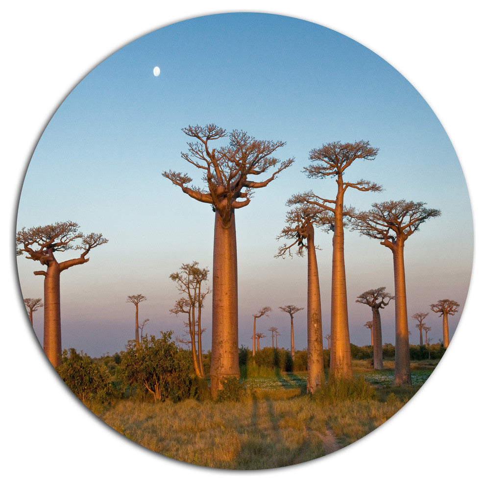 Field Of Boababs Under Clam Sky, African Landscape Round Wall Art, 36"