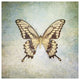 "French Butterfly VI" Digital Paper Print by Debra Van Swearingen, 38"x38"