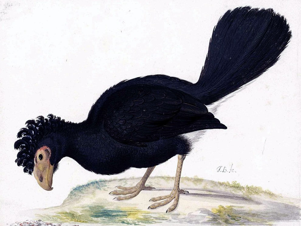 Tile Mural A Black Curassow By Johannes Bronckhorst, 6"x8", Glossy
