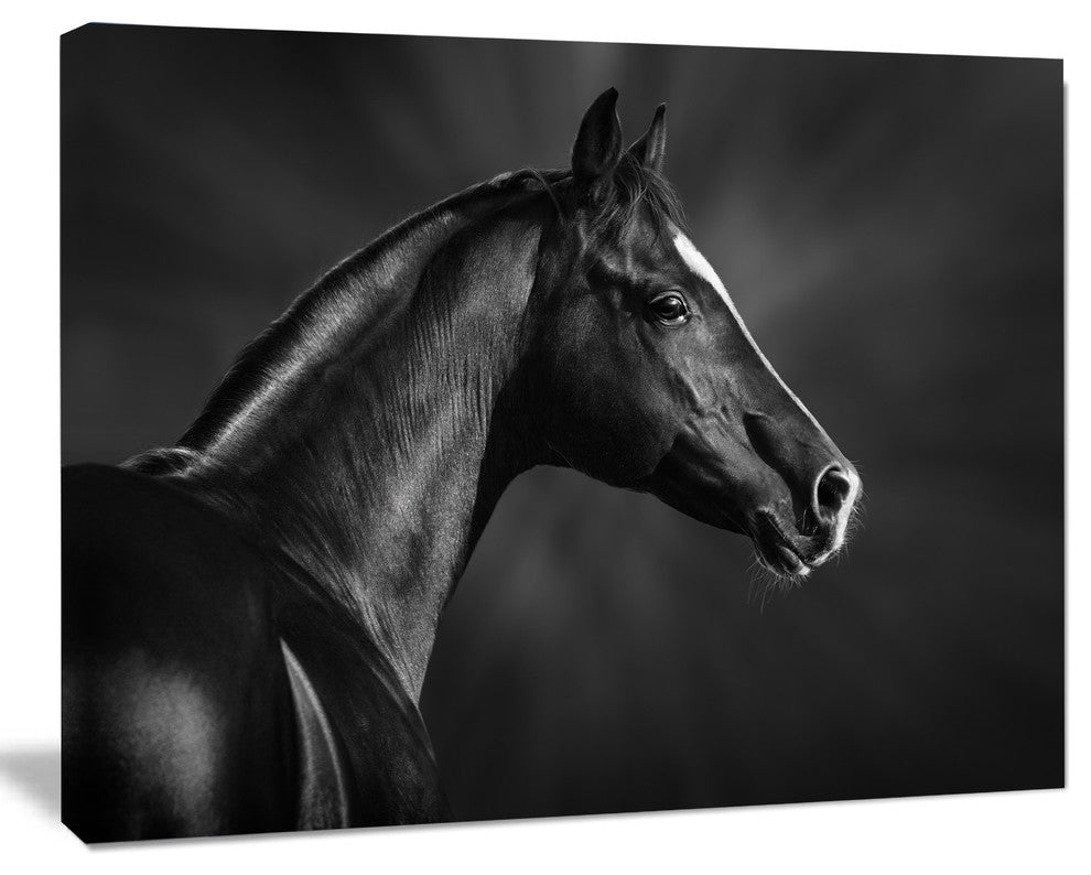 Black Arabian Horse Portrait, Animal Canvas Art Print, 60"x28"