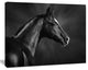 Black Arabian Horse Portrait, Animal Canvas Art Print, 60"x28"
