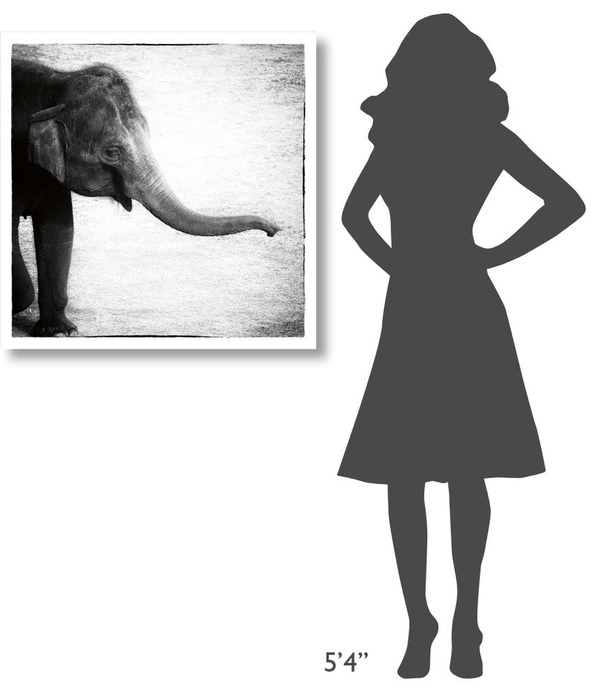 "Elephant II" Digital Paper Print by Debra Van Swearingen, 32"x32"