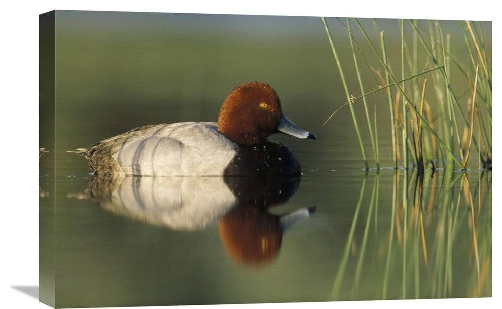 "Redhead Duck Male, Portrait, Moses Lake, Washington" Artwork, 24" x 16"