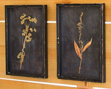 Set of Six Botanical Prints Under Glass