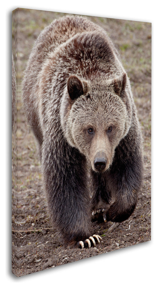 "Bears" by Robert Harding Picture Library, Canvas Art, 30"x47"