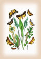 Moths: Triphaena Finbria, T. Comes, Et Al- Gallery Wrapped Canvas Art 28" x 42"