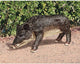 Razorback Wild Boar Statue
