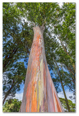 Pierre Leclerc 'Rainbow Tree' Canvas Art, 19x12