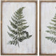 16" X 24" Ferns (Set Of 2)