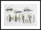 "Still Life With Fish" Framed Digital Print by Dimitar Lazarov, 38"x28"