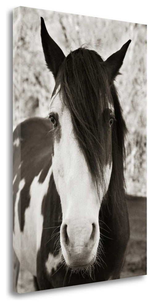 "Pale Eyed Stallion" By Traer Scott, Giclee Print on Gallery Wrap Canvas
