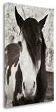 "Pale Eyed Stallion" By Traer Scott, Giclee Print on Gallery Wrap Canvas