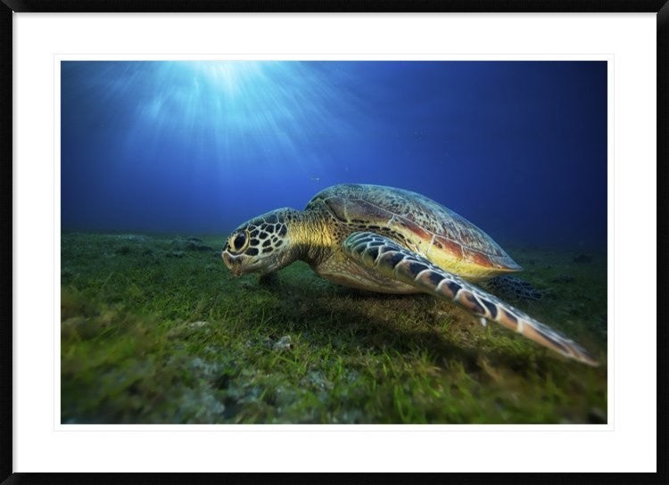 "Green Turtle" Framed Digital Print by Barathieu Gabriel, 44x32"