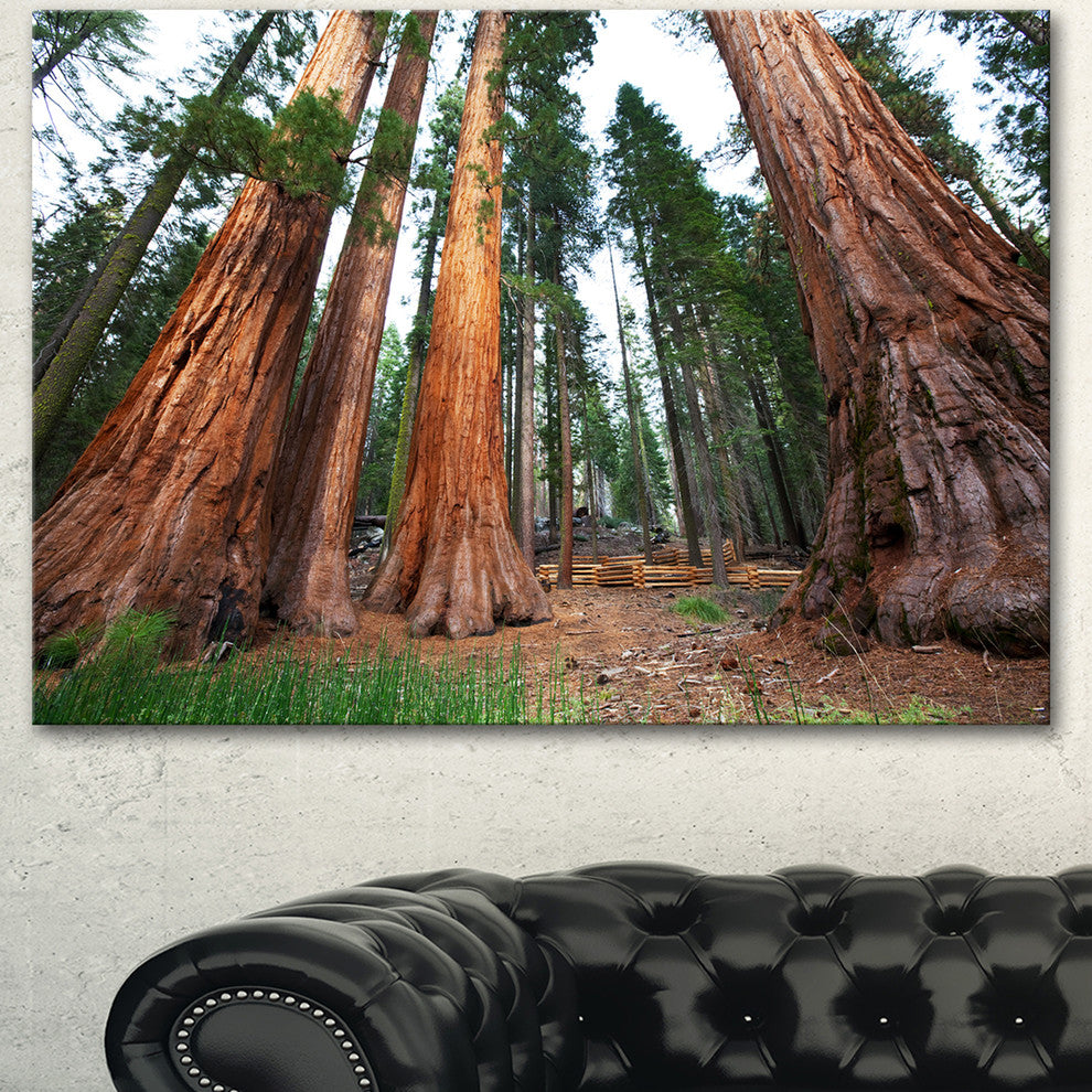 Three Large Sequoya Trees, African Landscape Canvas Art Print, 40"x30"