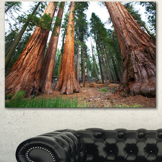 Three Large Sequoya Trees, African Landscape Canvas Art Print, 40"x30"