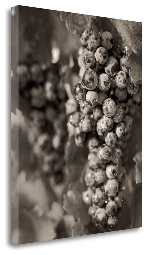 "Grapes - 24" By Alan Blaustein, Giclee Print on Gallery Wrap Canvas