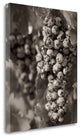 "Grapes - 24" By Alan Blaustein, Giclee Print on Gallery Wrap Canvas