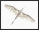 "Fly" Framed Canvas Giclee by Keren Or, 17x13"