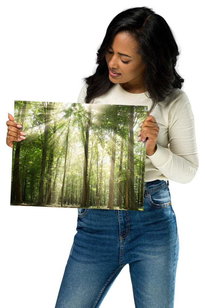 Sun Rays Through Treetops Landscape Photo Unframed Wall Art Print, 11" X 14"