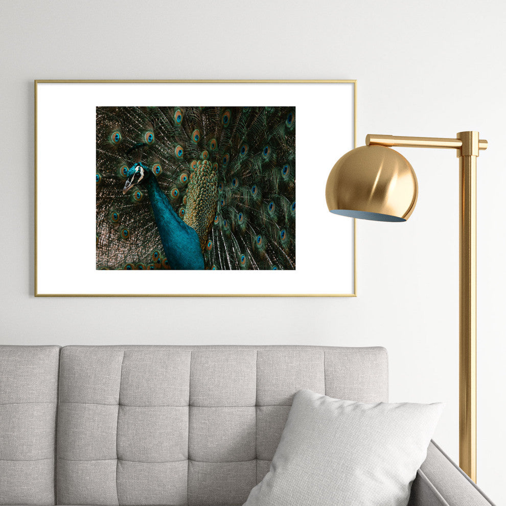 Ingrid Beddoes Peacock and proud IV Metal Framed Art Print