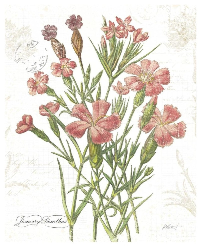 "January Dianthus on White" Digital Paper Print by Katie Pertiet, 30"x37"