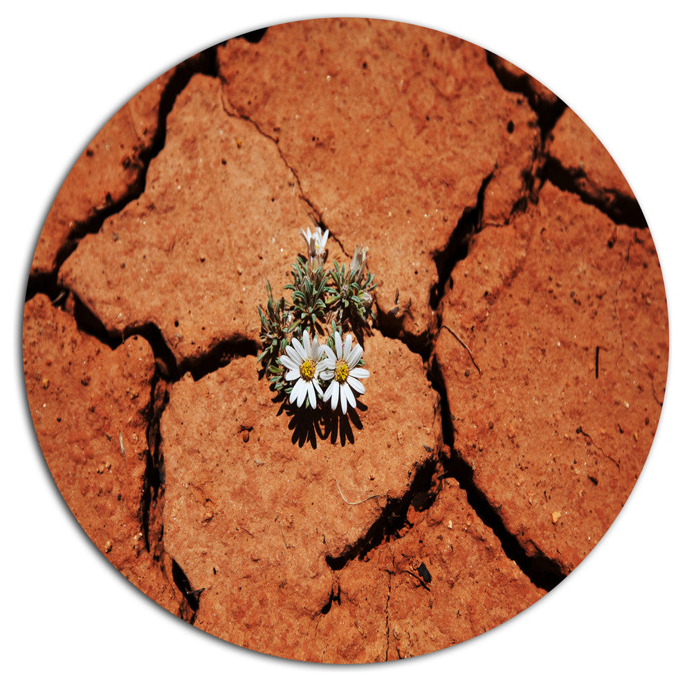 Surviving Flowers On Drought Land, Landscape Round Metal Wall Art, 11"