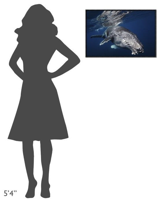 Humpback Whale, 24"x16"