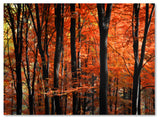 'Indisputable Truth' Canvas Art by Philippe Sainte-Laudy