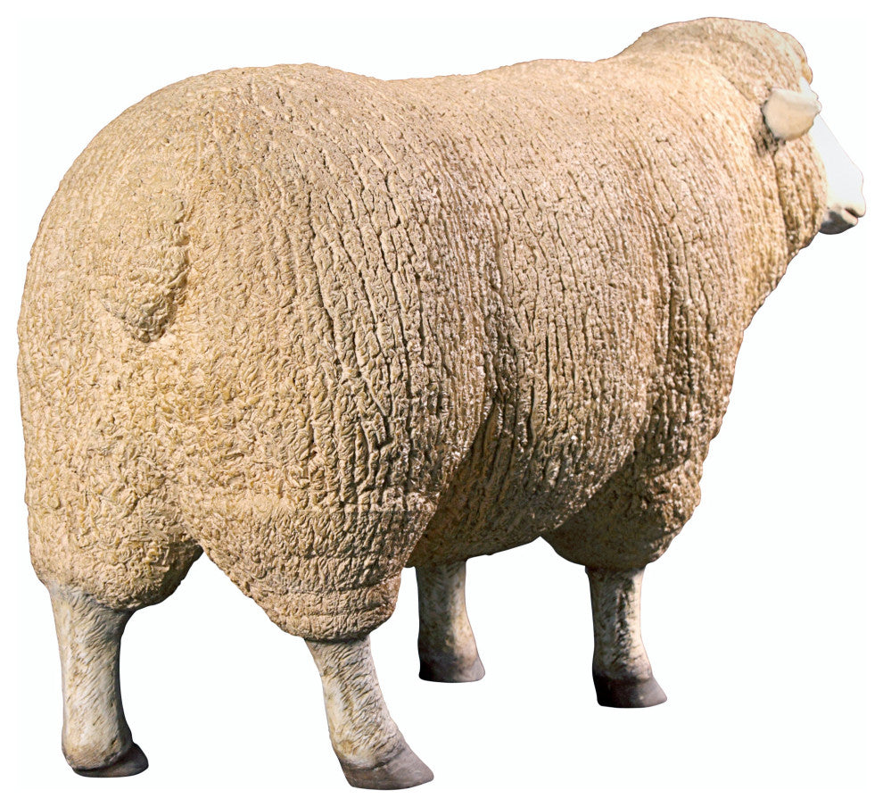 Merino Ewe With Head Up