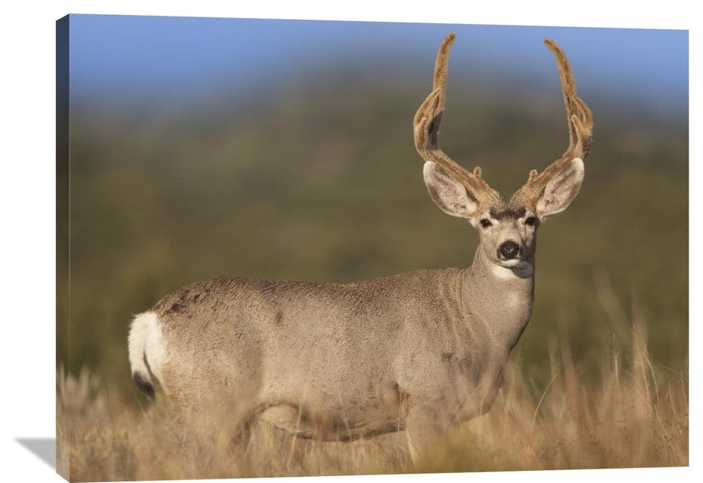 "Mule Deer Male In Dry Grass, North America" Artwork, 40" x 30"