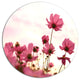 Cosmos Flowers Meadow At Sunset, Floral Round Metal Wall Art, 23"