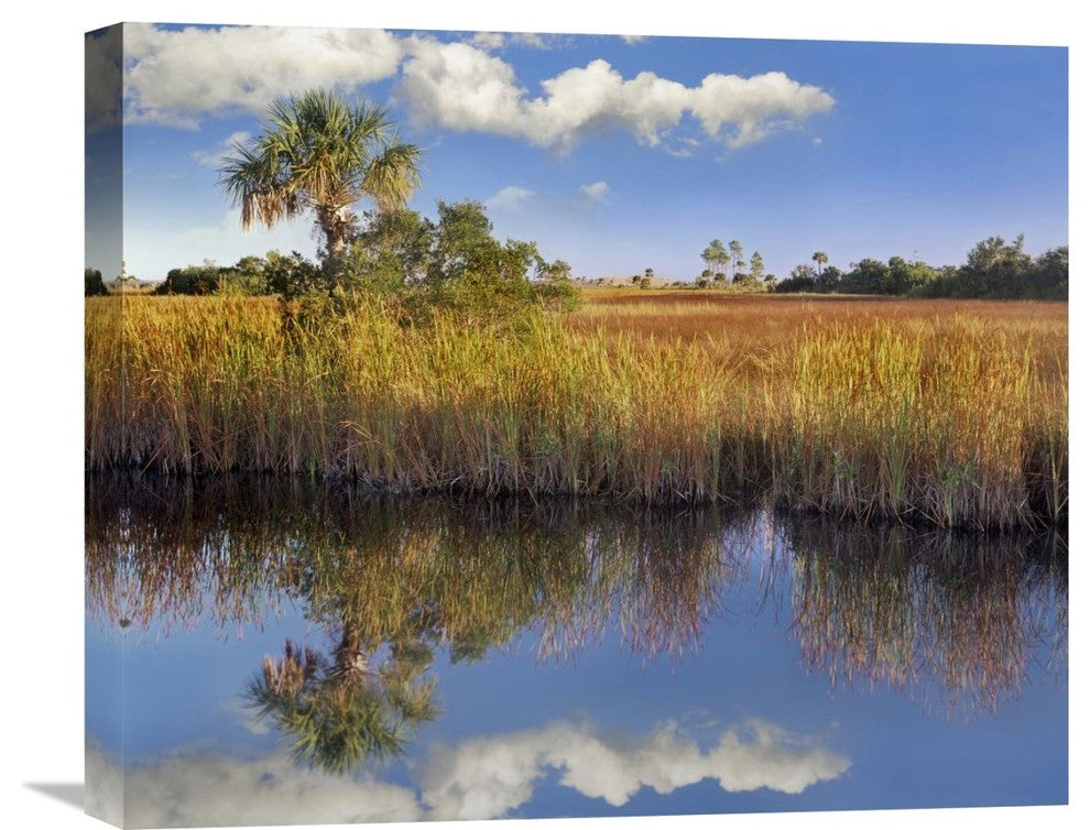 "Cabbage Palm In Wetland, Fakahatchee State Preserve, Florida" Artwork