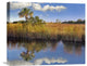 "Cabbage Palm In Wetland, Fakahatchee State Preserve, Florida" Artwork