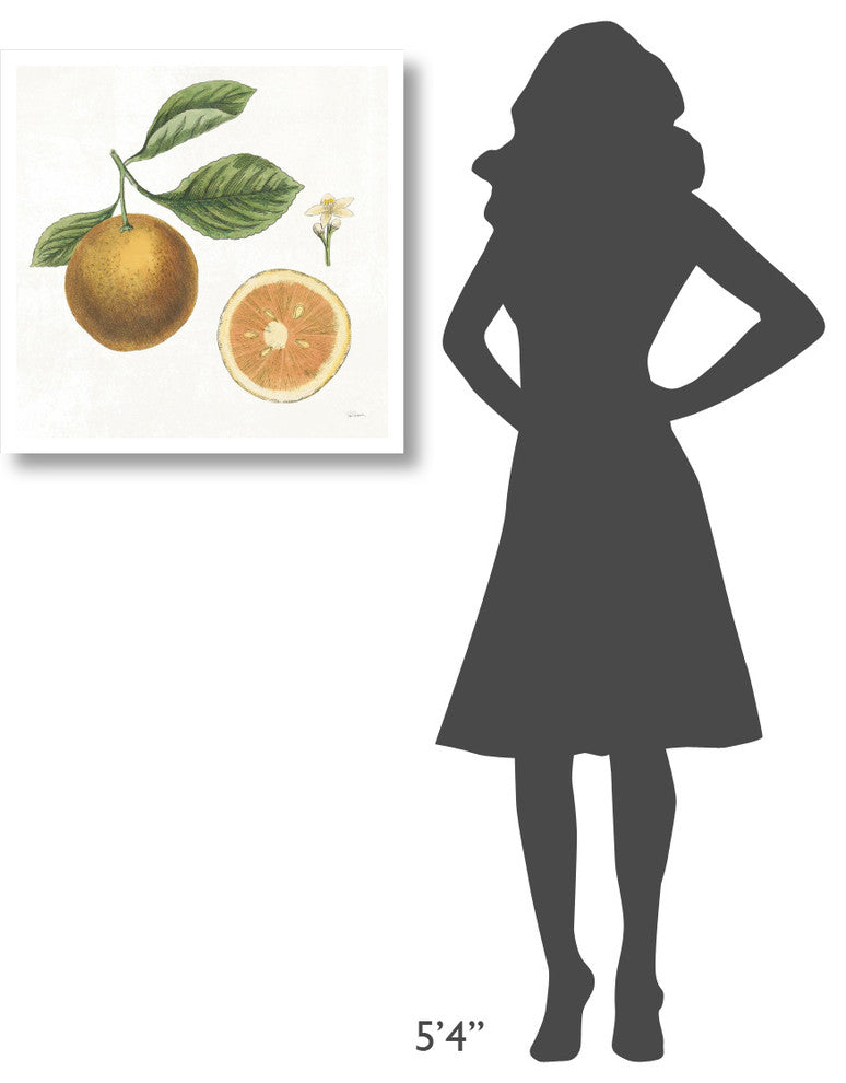 "Classic Citrus IV" Digital Paper Print by Sue Schlabach, 26"x26"