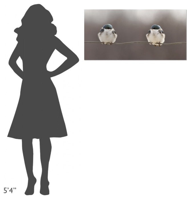 "Birds On A Wire" Stretched Canvas Giclee by Lucie Gagnon, 36x18"