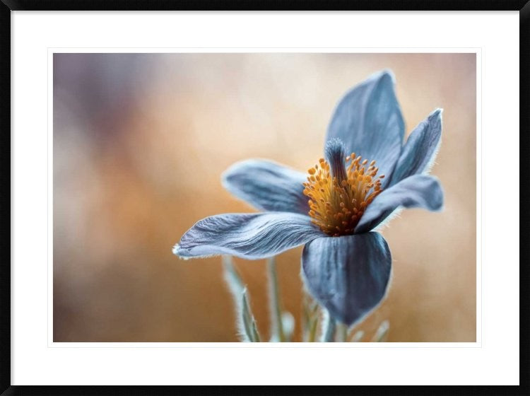 "Pasque" Framed Digital Print by Mandy Disher, 38"x28"