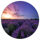 Beautiful Lavender Flowers At Sunset, Floral Round Wall Art, 11"