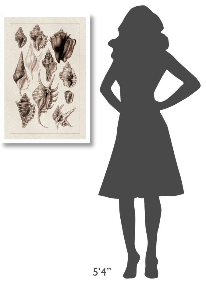 "Shells: Trachelipoda #5 (Sepia)" Digital Paper Print by G.B. Sowerby, 22"x32"