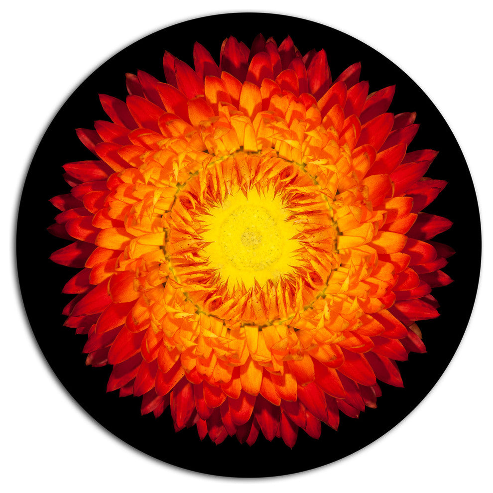 Everlasting Straw Flower On Black, Flowers Round Wall Art, 11"