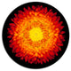 Everlasting Straw Flower On Black, Flowers Round Wall Art, 11"