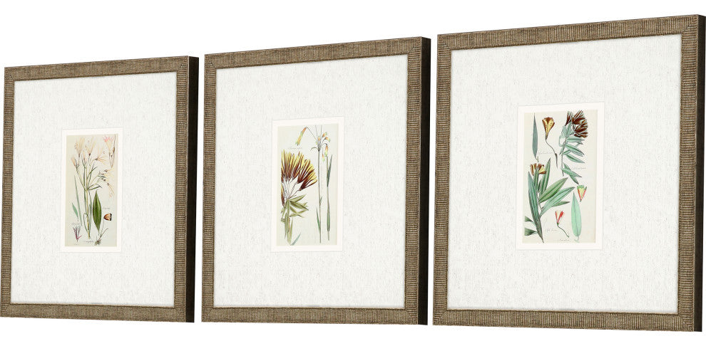 Antique Botanical I, 3-Piece Set Framed Art