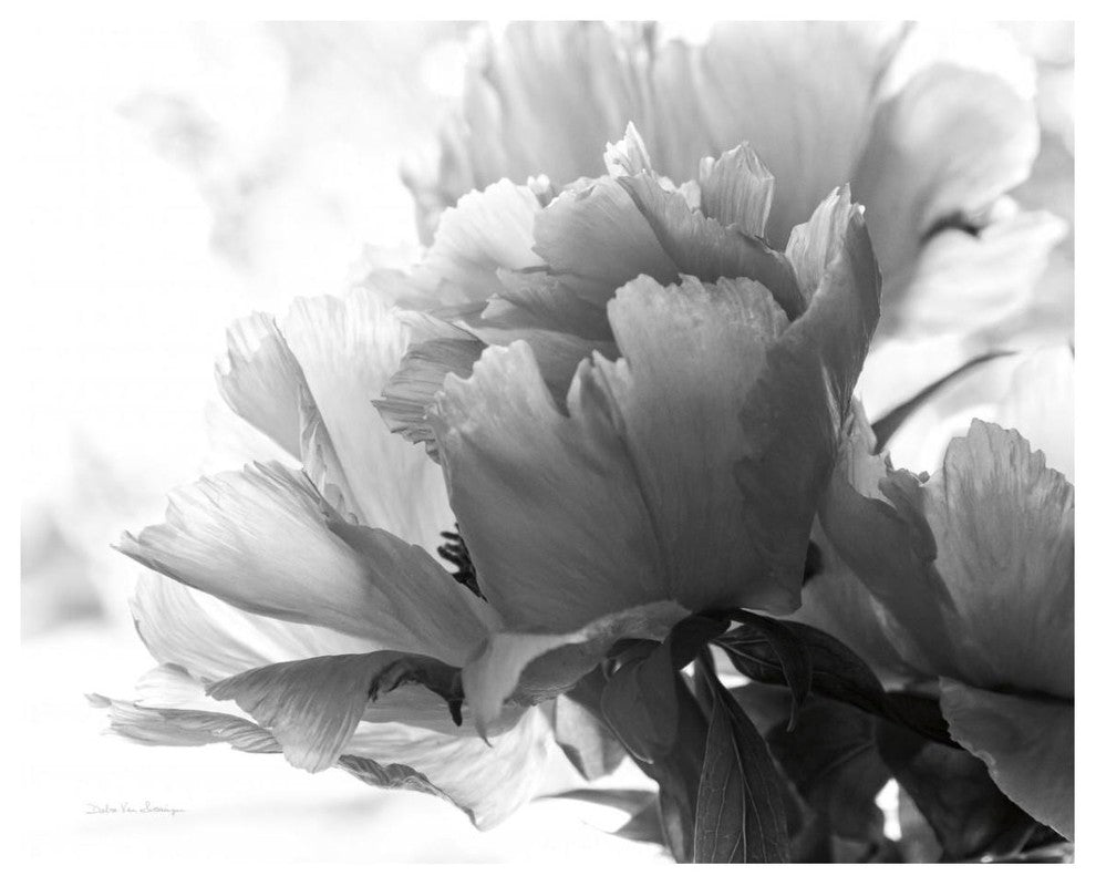 "Translucent Peony I - BW" Digital Paper Print by Debra Van Swearingen, 37"x30"